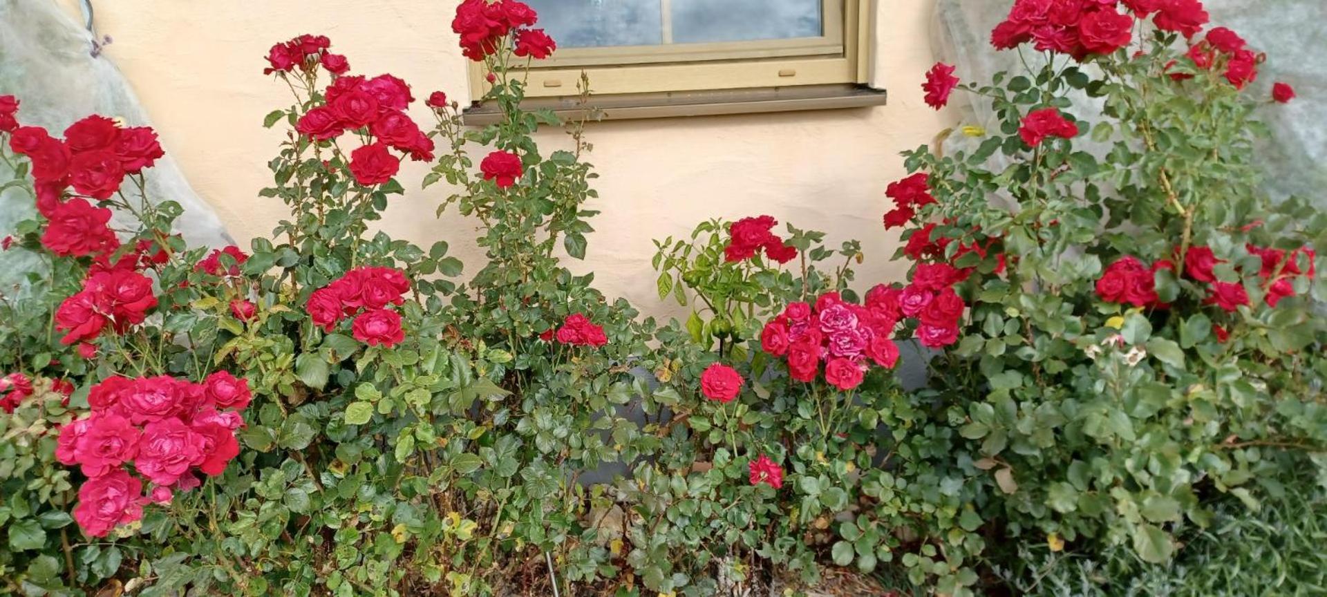 Ferienwohnung “Haus Rita” Sankt Oswald-Riedlhuette Buitenkant foto